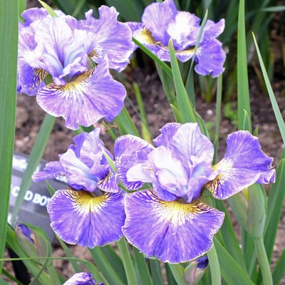 Iris ‘Cape Cod Boys’ (sibirica)