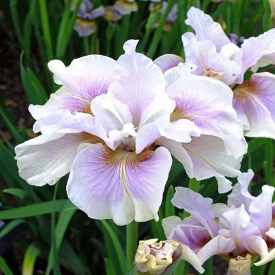 Iris ‘Fond Kiss’ (sibirica)