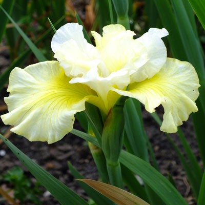 Iris ‘In Full Sail’ (sibirica)