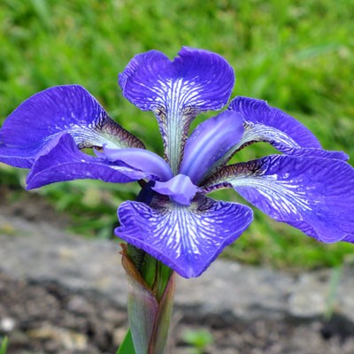 Iris ‘Kita-No-Seiza’ (sibirica)