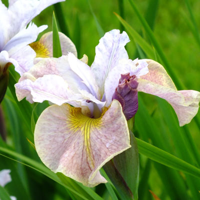 Iris 'Mesa Pearl' (sibirica) - Dorset Perennials