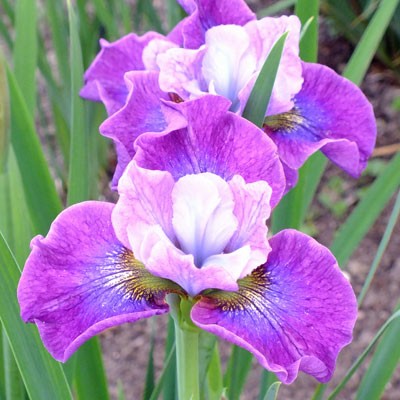 Iris ‘Stephen Wilcox’ (sibirica)