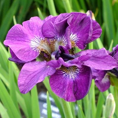Iris ‘Tumble Bug’ (sibirica)
