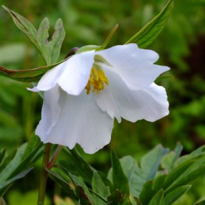 Paeonia veitchii 'Alba'