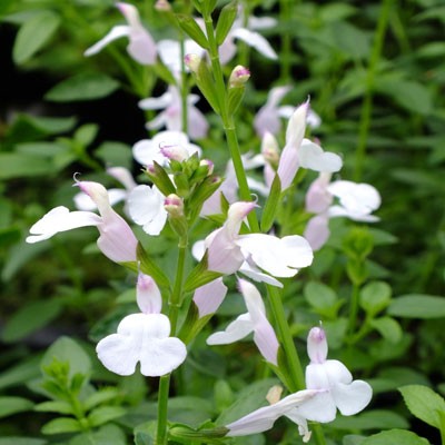Salvia x jamensis ‘Trebah’ (Trebah Lilac White)