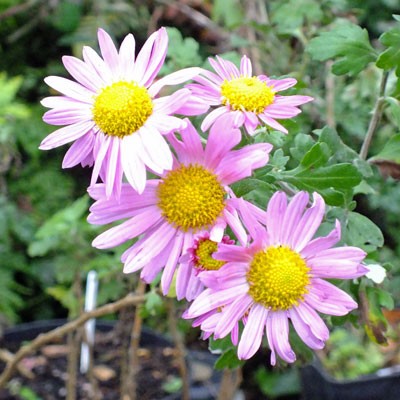 Chrysanthemum ‘Carmine Blush’ – Korean : single