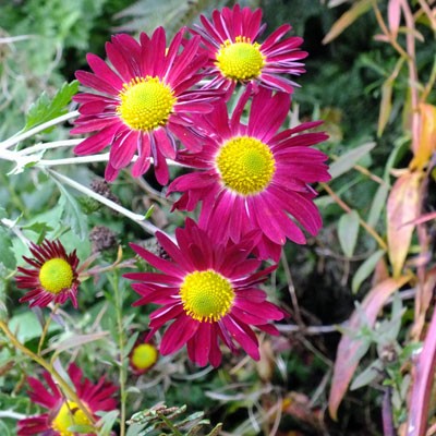Chrysanthemum ‘Cousin Joan’ – Korean : single AGM