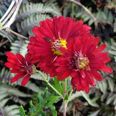 Chrysanthemum ‘Duchess of Edinburgh’ – Korean : single