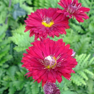 Chrysanthemum ‘Duchess of Edinburgh’ – Korean : single