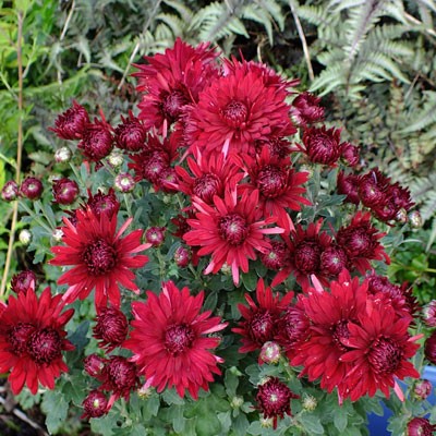 Chrysanthemum ‘Ruby Mound’ – Korean : reflexed