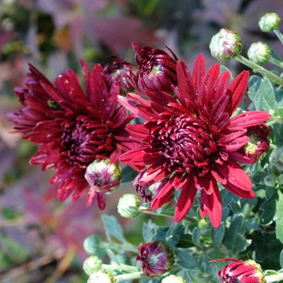 Chrysanthemum ‘Ruby Mound’ – Korean : reflexed
