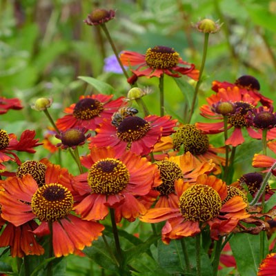 Helenium ‘Red Jewel’