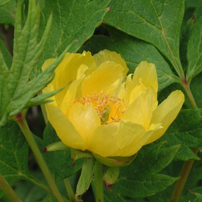 Paeonia ludlowii (Paeonia lutea var. ludlowii)