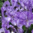 Viola ‘Columbine’ (viola)