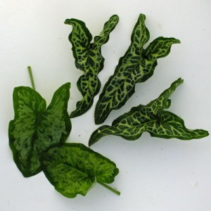 Arum leaves - Pictum and Chameleon