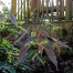 Epimedium species nova ‘Spine Tingler’ Cc 001764