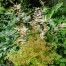 Aruncus 'Horatio'