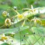 Epimedium ‘Andre Charlier’