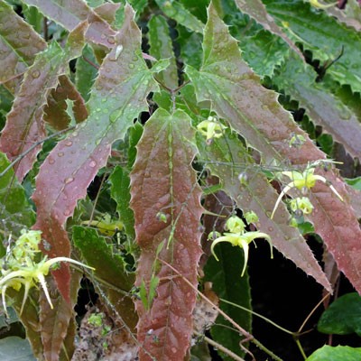Epimedium species nova ‘Spine Tingler’ Cc 001764
