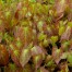 Epimedium x rubrum ‘Galadriel’