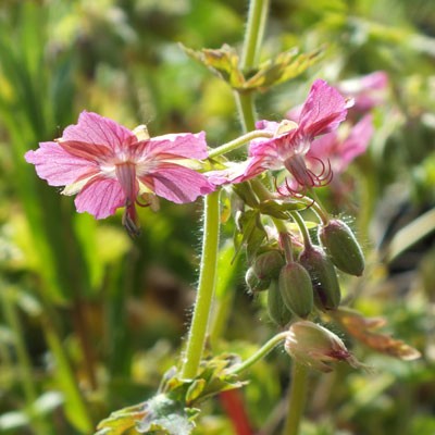 Geranium phaeum 'Rose Madder'