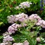 Pimpinella major 'Rosea'