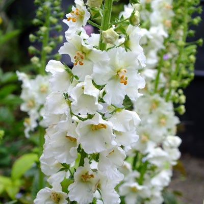 Verbascum phoeniceum 'Flush of White' (White Bride)