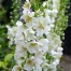 Verbascum phoeniceum 'Flush of White' (White Bride)