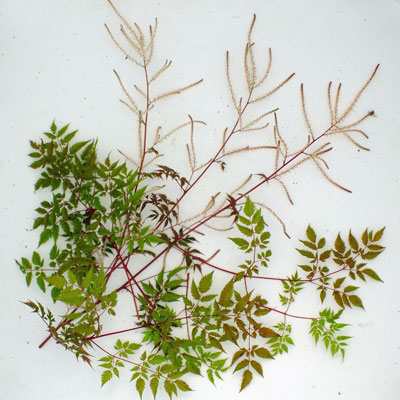 Hesperantha coccinea 'Jennifer' (Schizostylis)