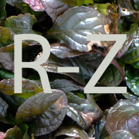 R-Z