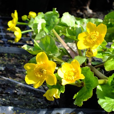 Caltha polypetala - Marsh Marigold, Kingcups