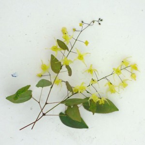 Epimedium 'Flowers of Sulphur'