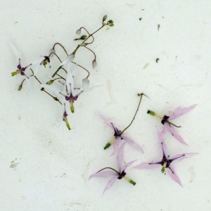 Epimedium fargesii flowers