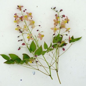 Epimedium x versicolor 'Discolor' ('Versicolor')