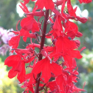 Lobelia 'Queen Victoria' - Cardinal Flower