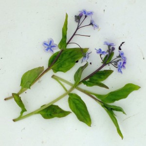 Omphalodes cappadocica ‘Starry Eyes’
