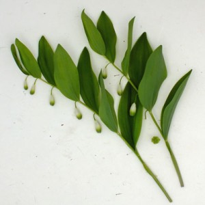 Polygonatum x hybridum ‘Flore-Pleno'