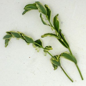 Polygonatum x hybridum ‘Striatum’