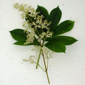 Rodgersia aesculifolia hybrid ?