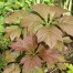 Rodgersia podophylla - leaves in Spring