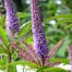 Veronicastrum virginicum ‘Cupid’