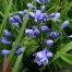 Agapanthus 'Flore Pleno'
