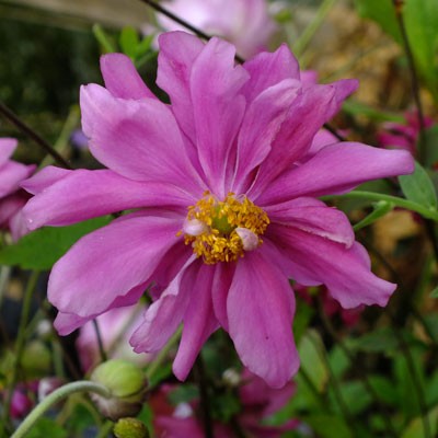 Anemone hupehensis var. japonica ‘Prinz Heinrich’