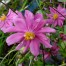Anemone hupehensis var. japonica ‘Prinz Heinrich’