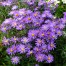 Aster amellus 'Veilchenkonigin' ('Violet Queen')