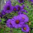 Aster novae-angliae 'Helen Picton' (Symphyotrichum novae-angliae 'Helen Picton')