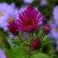 Aster novae-angliae ‘James Ritchie’ (Symphyothrichum novae-angliae ‘James Ritchie’)
