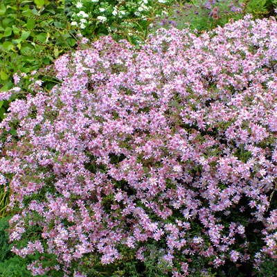 Aster ‘Coombe Fishacre’ (Symphyotrichum ‘Coombe Fishacre’)