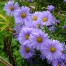 Aster novi-belgii ‘Remembrance’ (Symphyotrichum novi-belgii ‘Remembrance’)