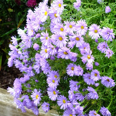 Aster novi-belgii ‘Remembrance’ (Symphyotrichum novi-belgii ‘Remembrance’)